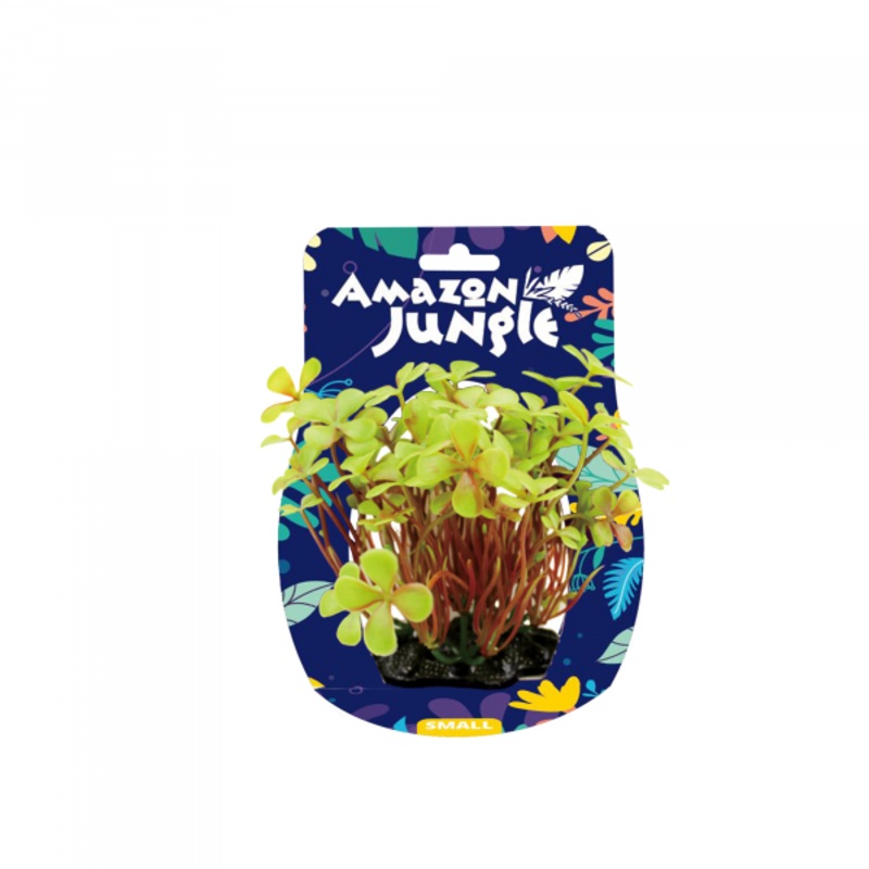 Amazon Jungle 4 Leaf Clover Display 10-12cm