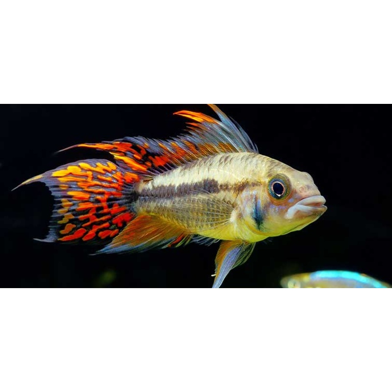 Apistogramma cacatuoides 3cm