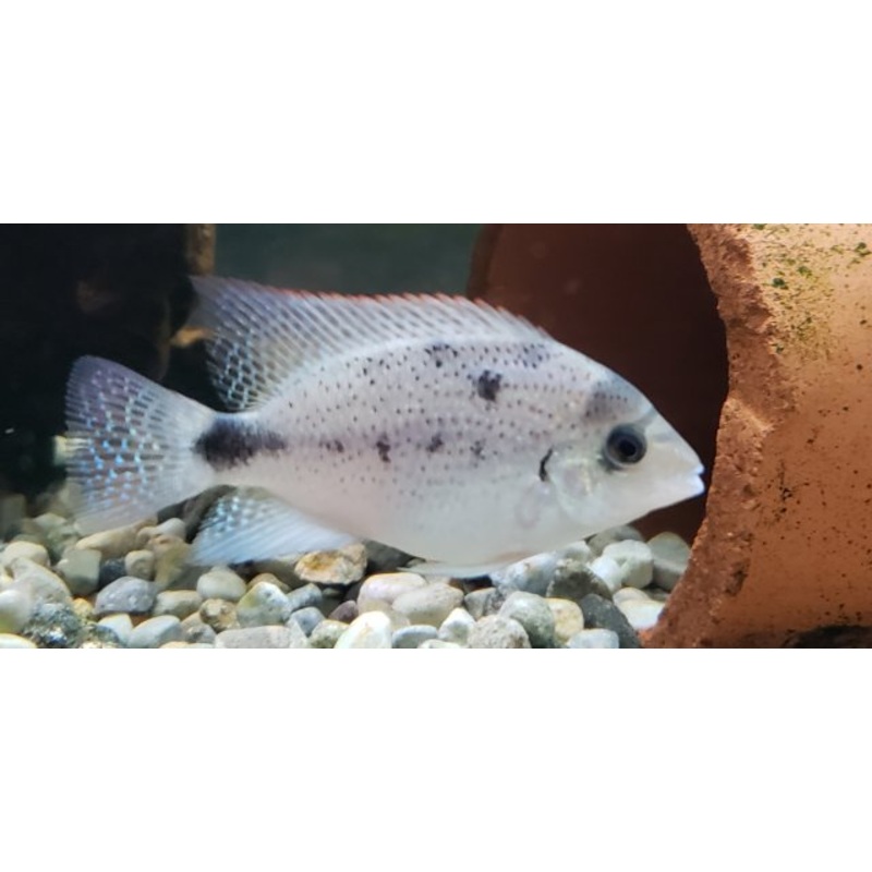 Argentea Cichlid 4cm