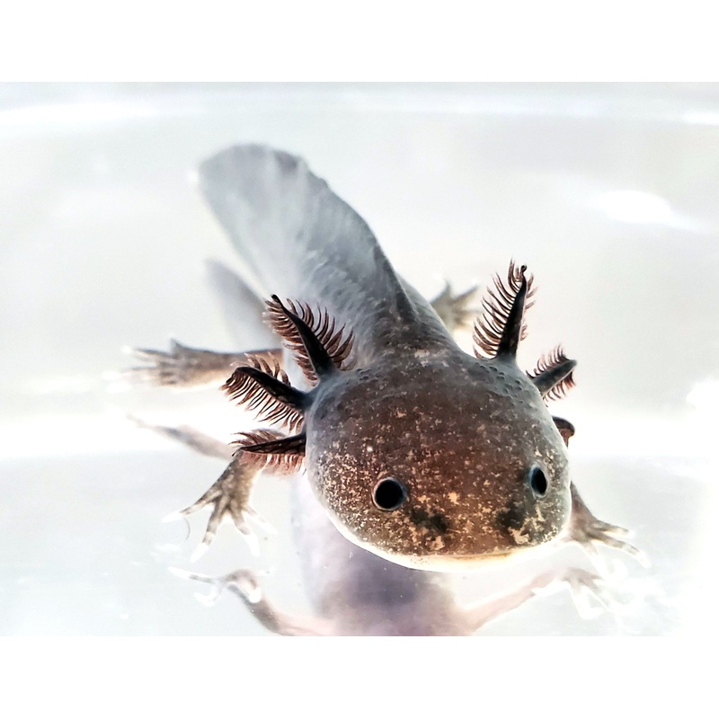 Axolotl 15 Cm (Black)