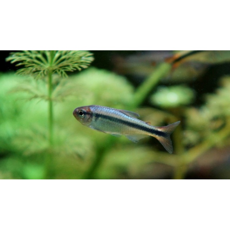 Black Stripe Tetra - H. Melanostichos