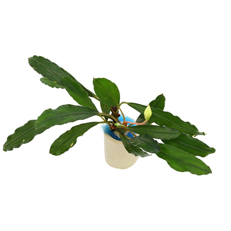 Bucephalandra Medium