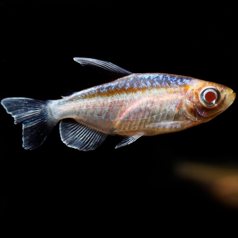 Congo Tetra Albino 4 Cm