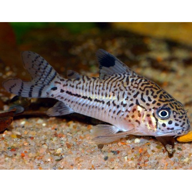 Corydoras Julii