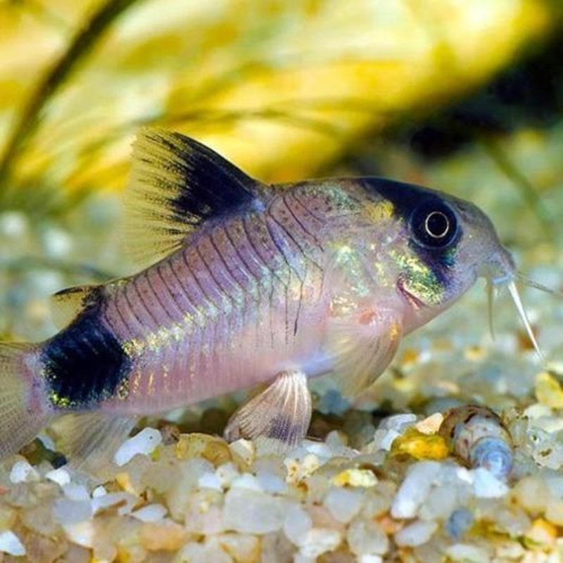 Corydoras Panda 3cm