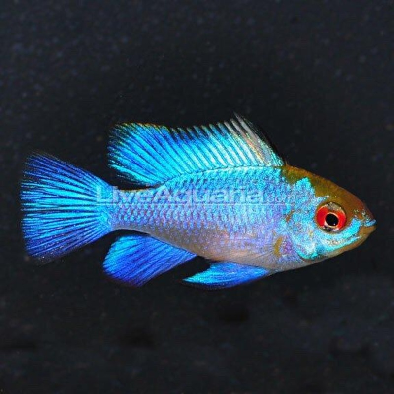 Electric Blue Ram 4 Cm