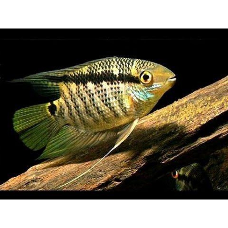 Festivum Cichlid 7cm