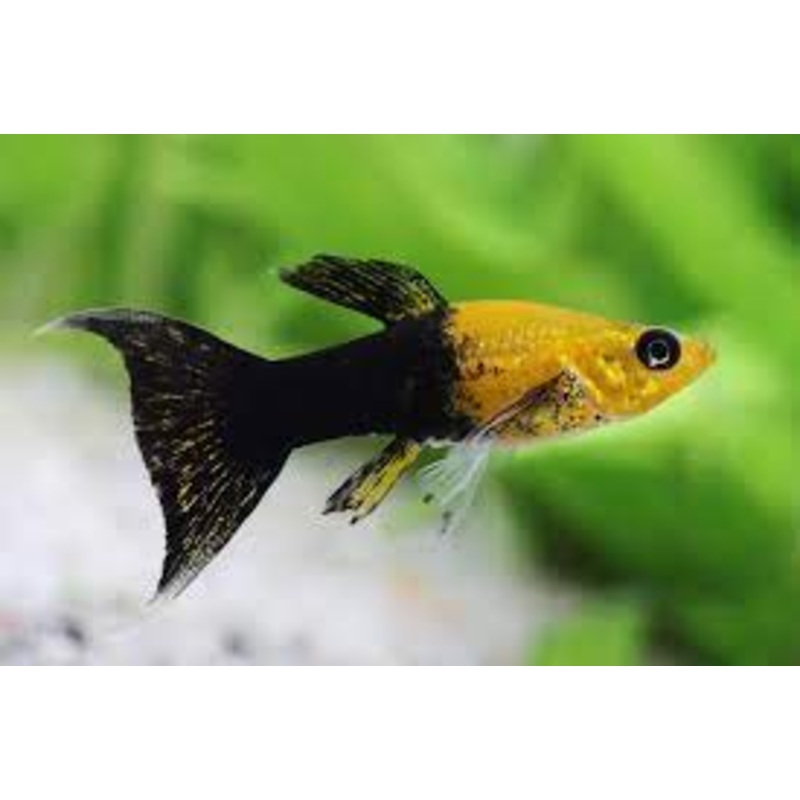 Golden Black Lyretail Molly