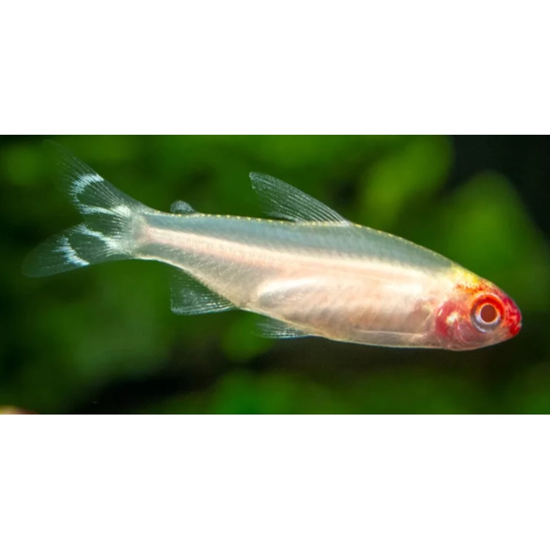 Golden Rummynose Tetra