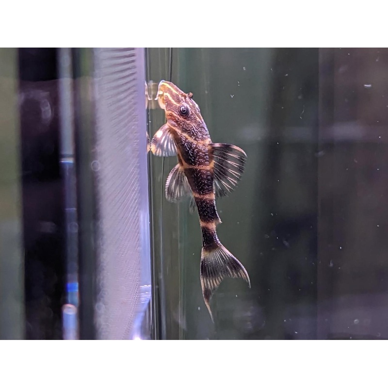 L104 Clown Pleco