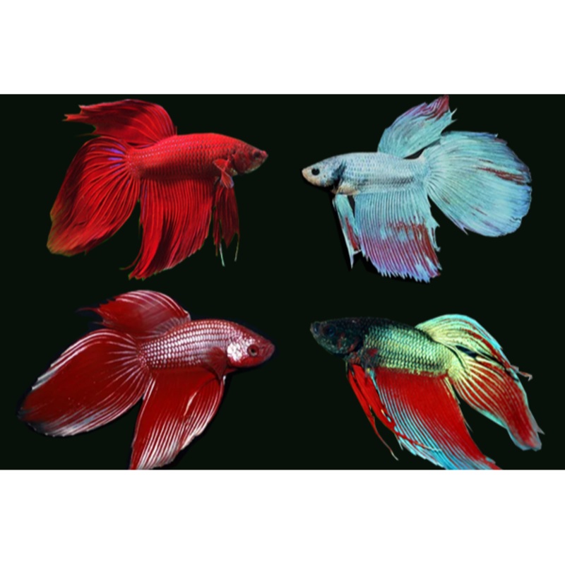 Male Betta Veiltail