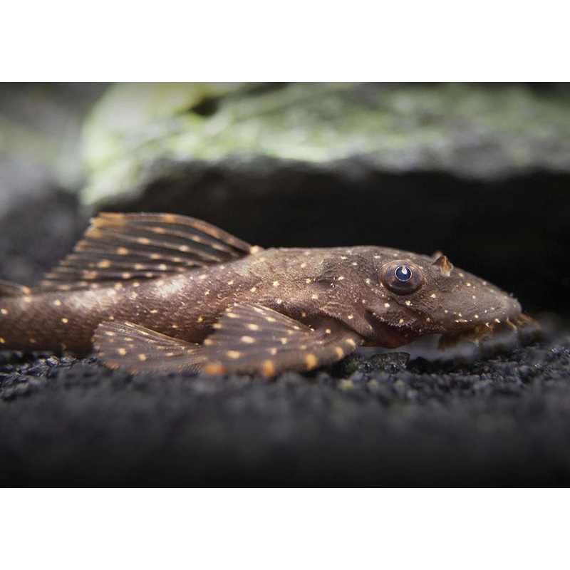 Orange Spot Bristlenose 5cm