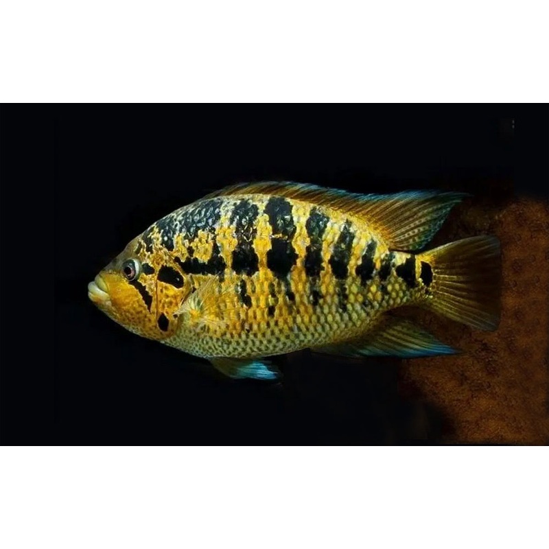 Parachromis freidreichstahli 8cm