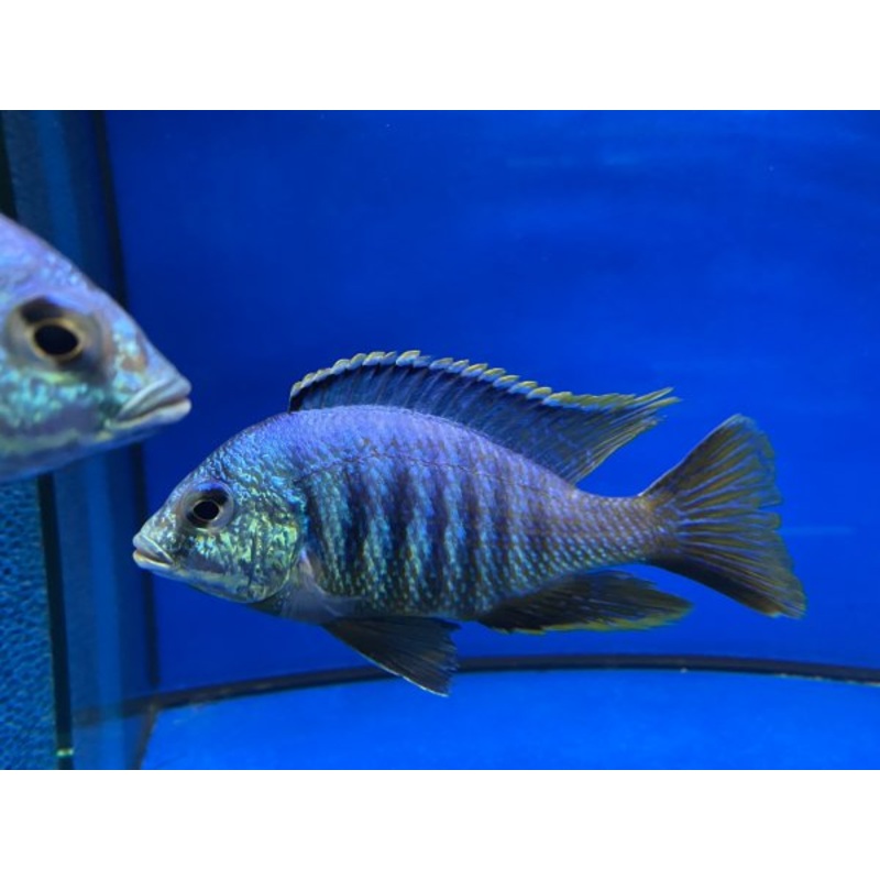 Placidochromis sp Jalo Reef 7cm