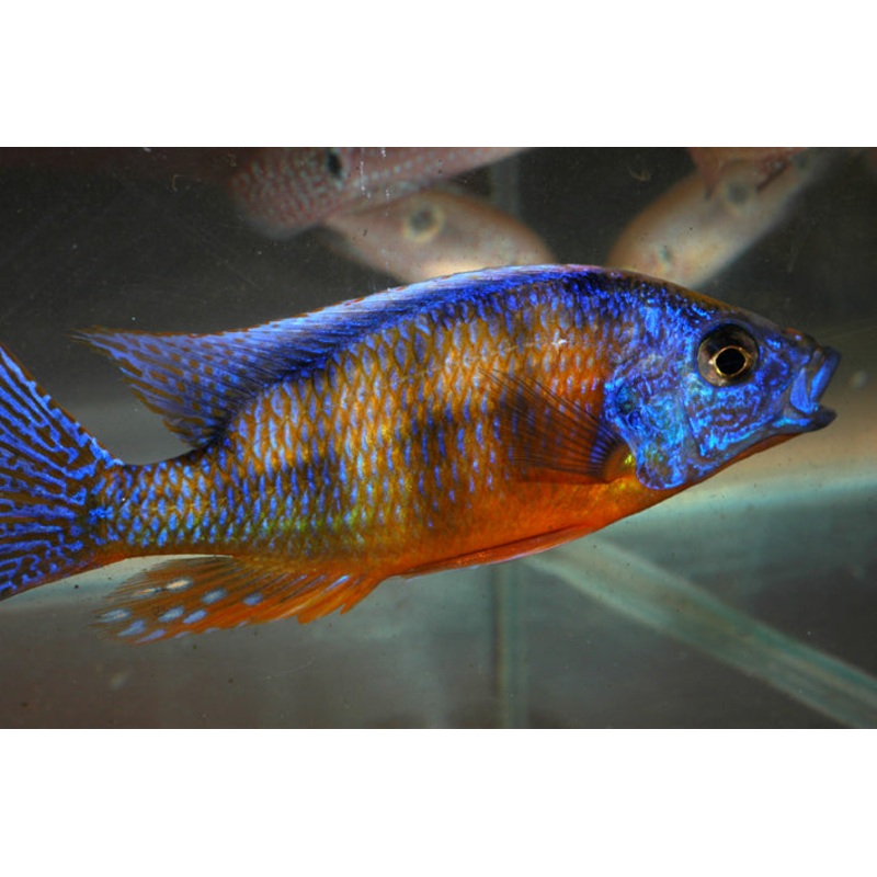 Protomelas sp. Taiwan Reef