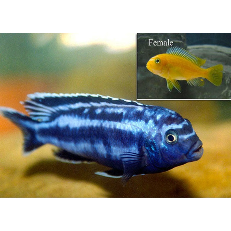 Pseudotropheus Johannii 5cm