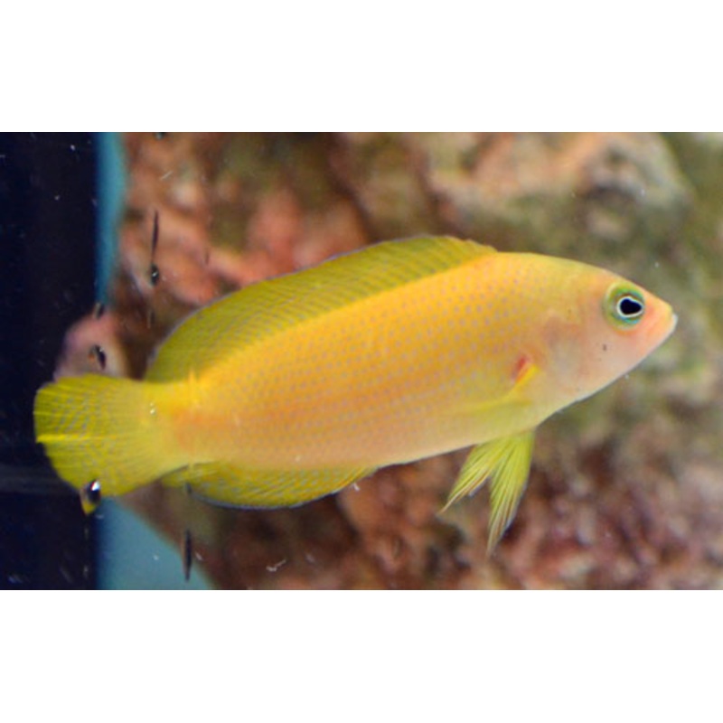 Yellow Dottyback