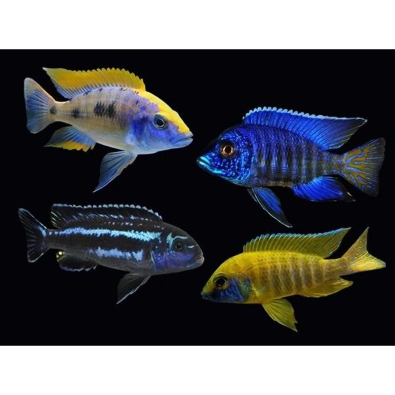 Assorted Peacock Cichlid
