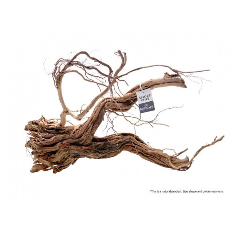 Bioscape Spider Vine