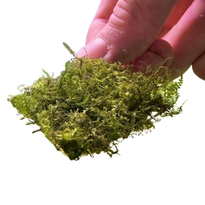 Cameroon Moss On Mesh