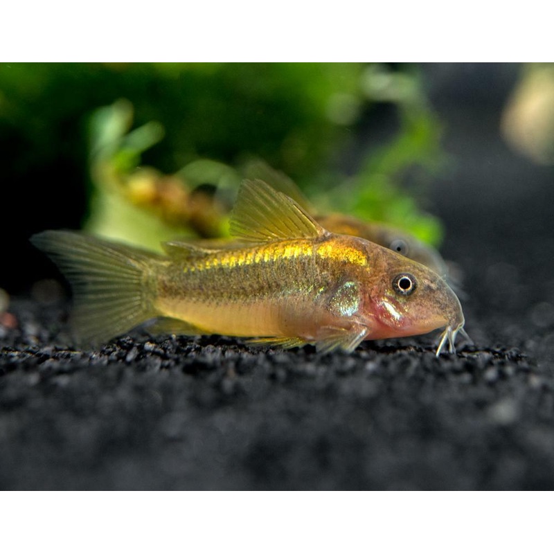 Corydoras Gold Laser