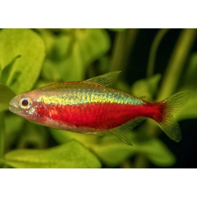 Gold Cardinal Tetra