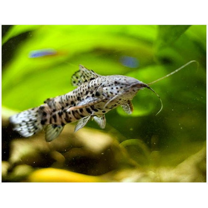 Hoplo Catfish 4cm