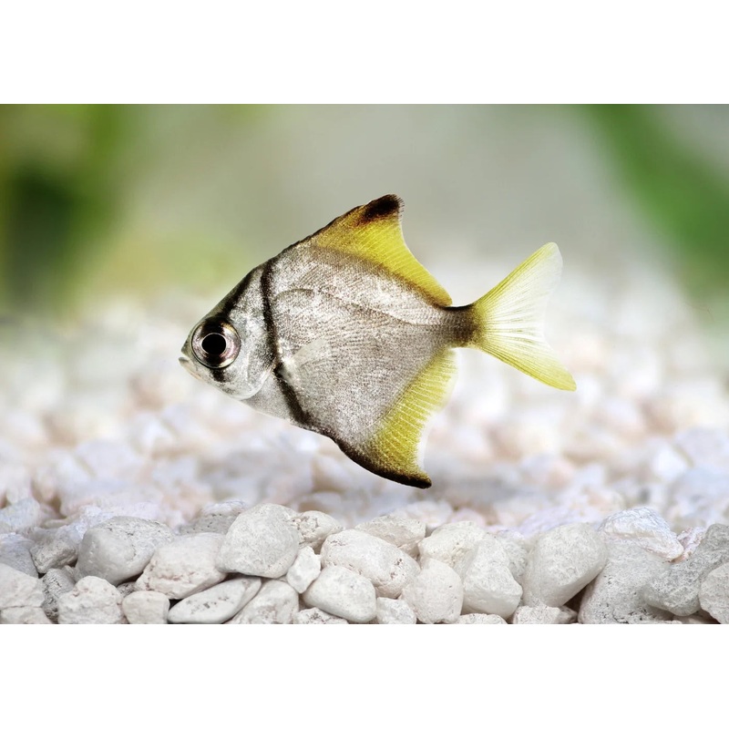 Mono Argent 6cm