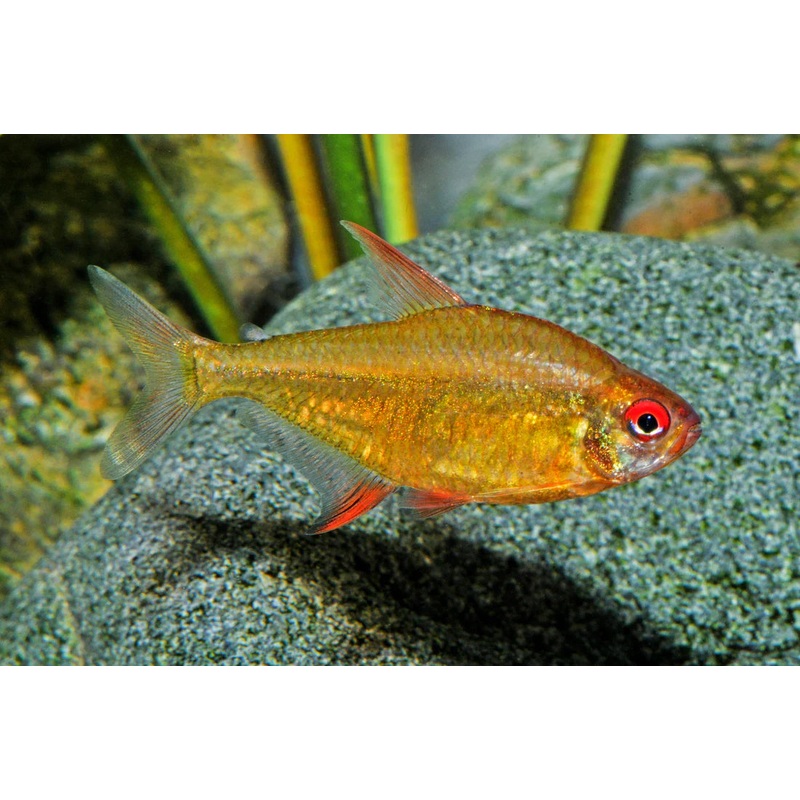 Orange Bolivian Lemon Tetra