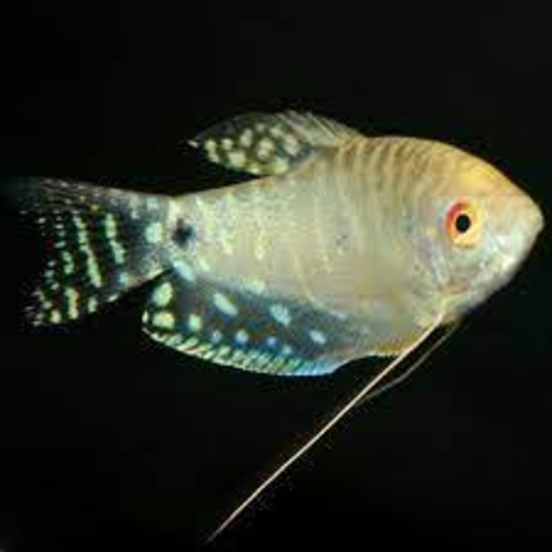 Platinum Gourami 5cm