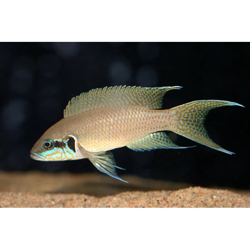 Princess Cichlid 6cm