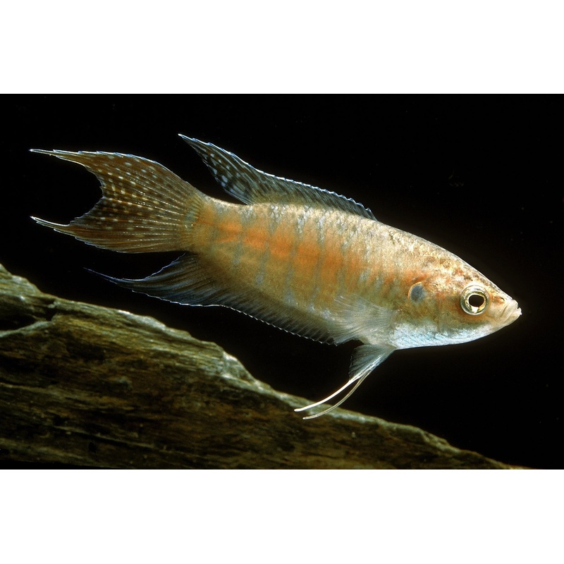 Red Paradisefish