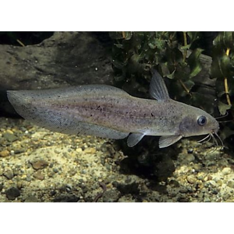 Tandanus Catfish 5cm