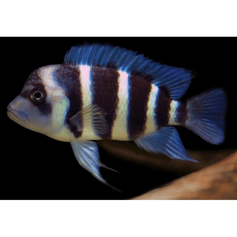 6 Bar Frontosa 8cm