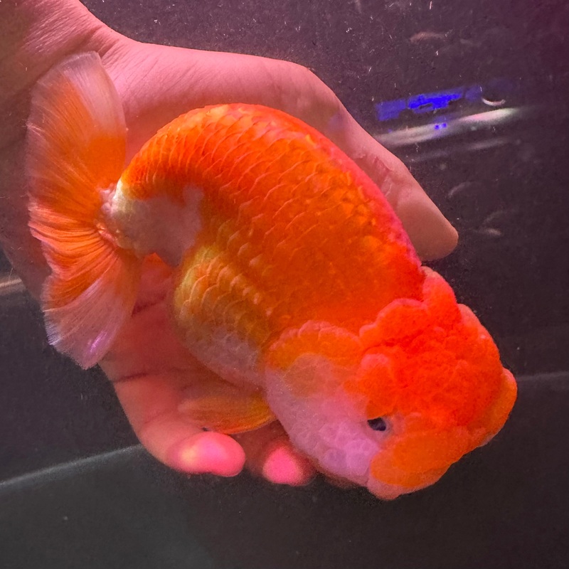 A Grade Jumbo Thai Ranchu 15cm