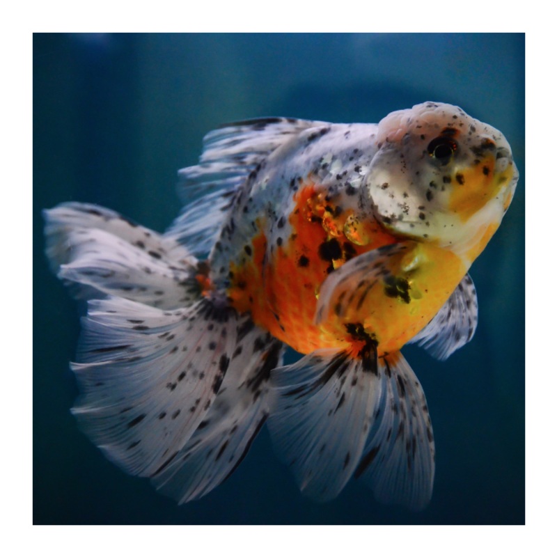 A GRADE Thai Calico Oranda 10cm