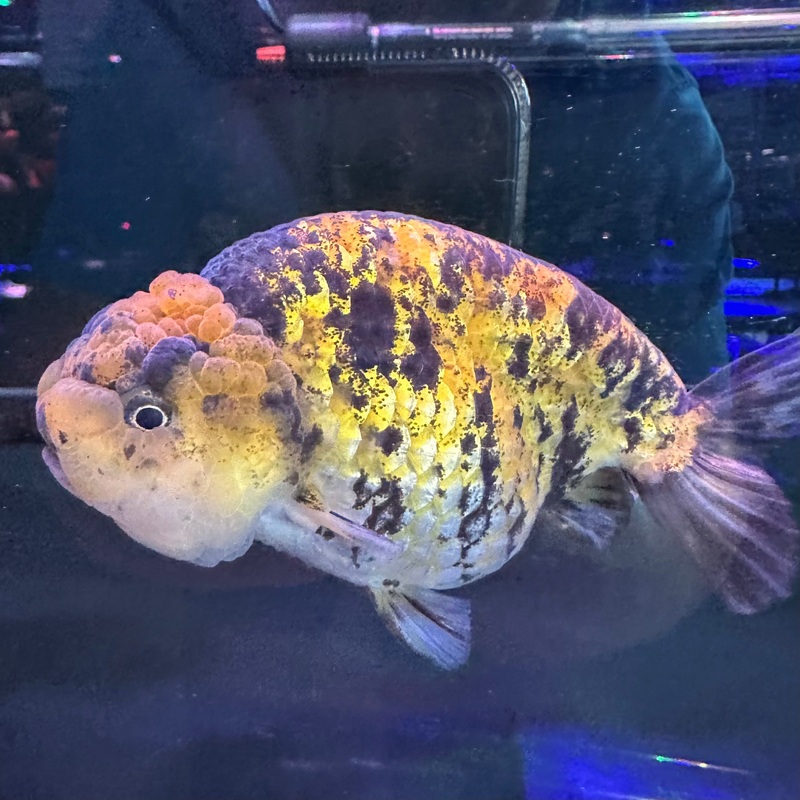 A Grade Thai Calico Ranchu 10cm