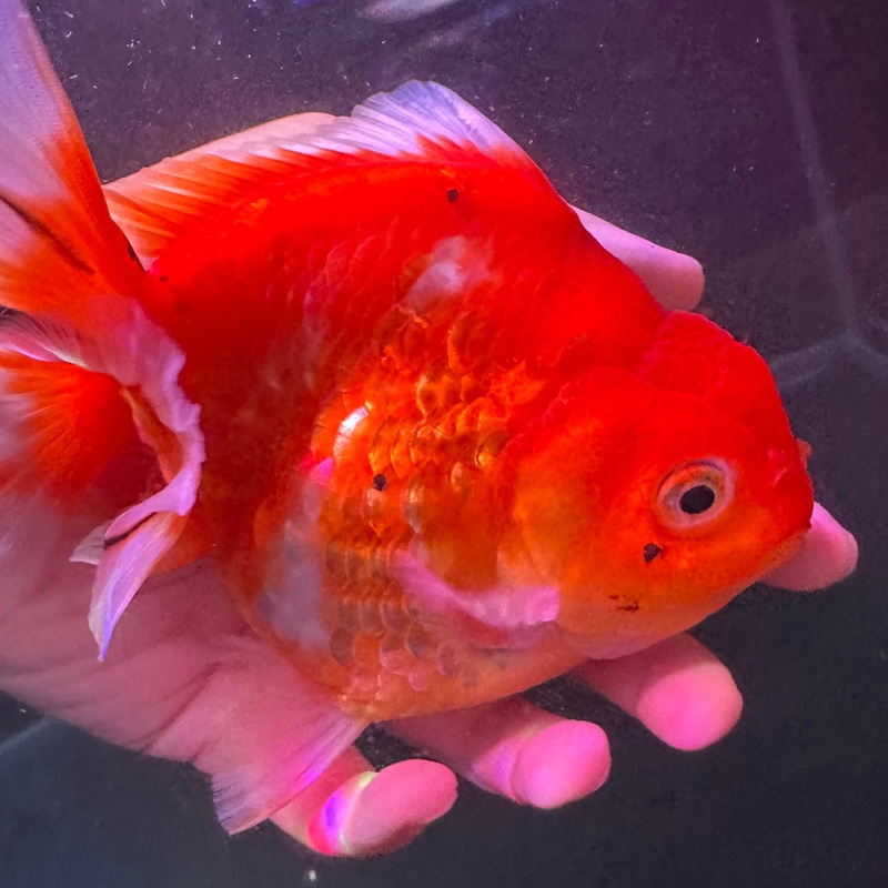 A Grade Thai Sakura Oranda 14cm