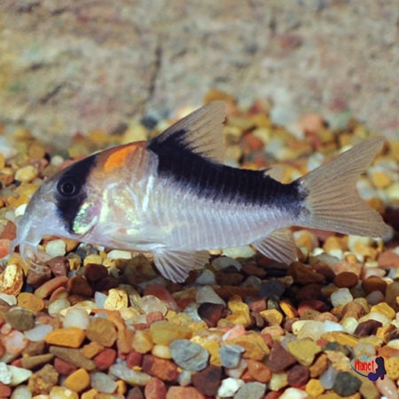 Adolfoi Corydoras