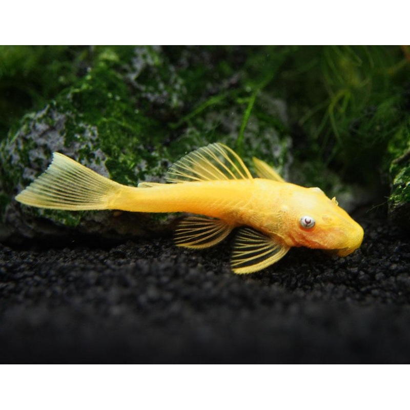 Albino Bristlenose 3cm