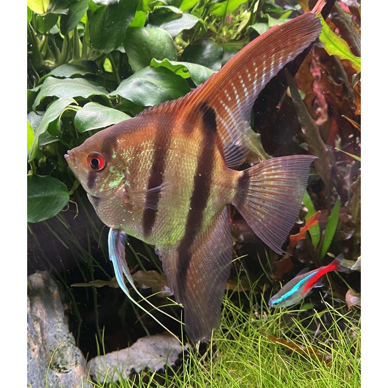 Amapa Angelfish 8cm
