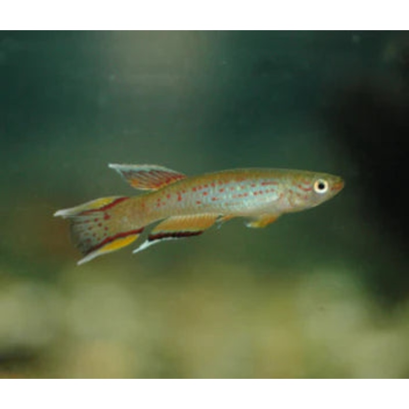 Aph. Australe Kap Lopez Lyretail 3cm