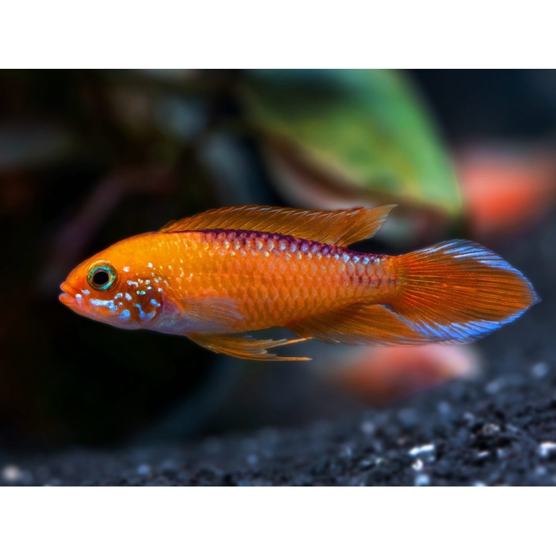 Apistogramma Agassizii  Fire Red 4cm