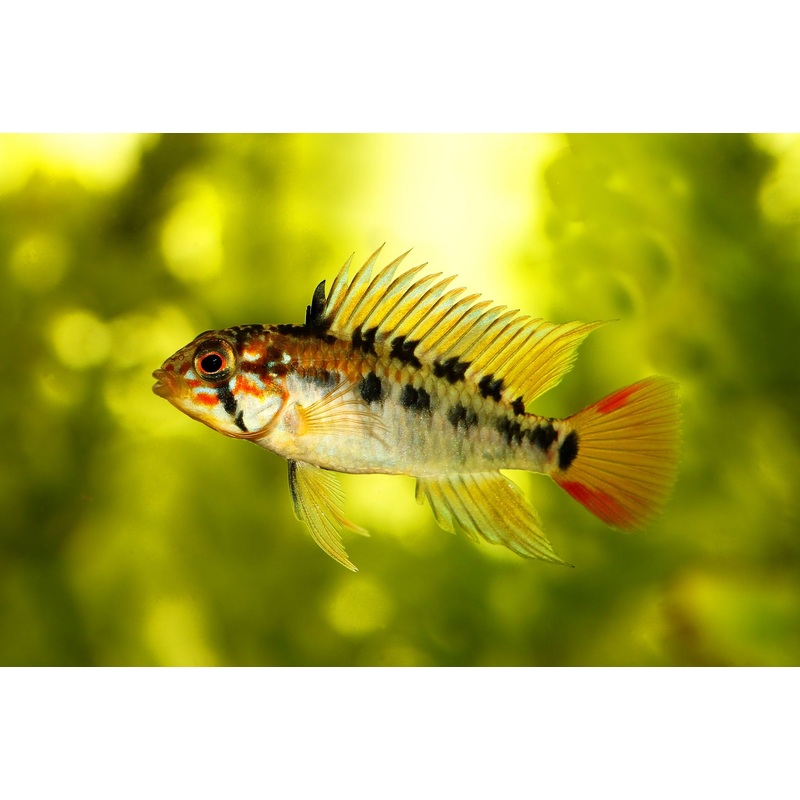 Apistogramma Macmasteri 4cm
