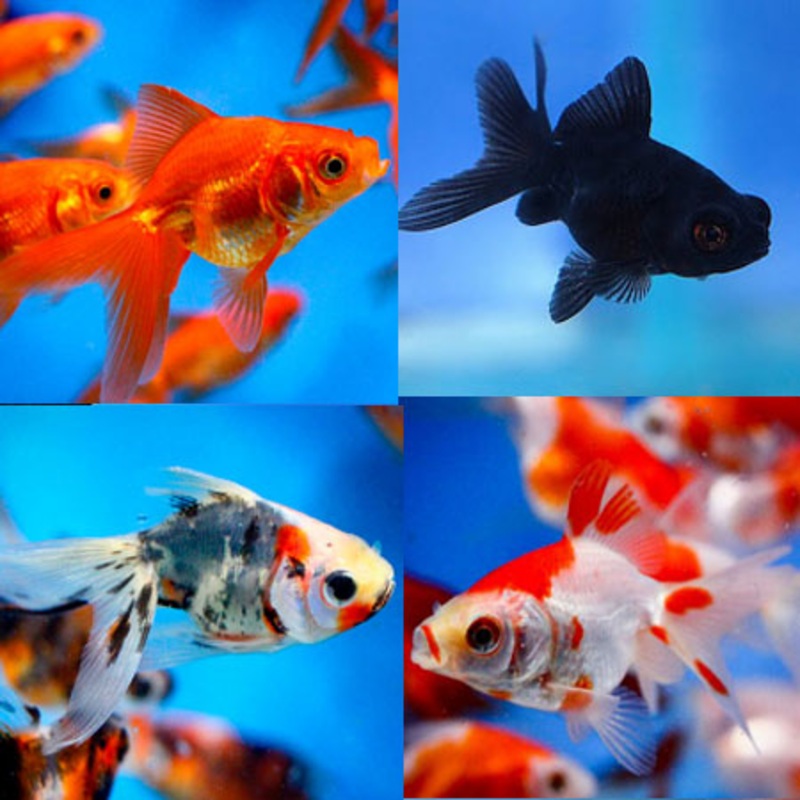 Assorted Fantail 5cm