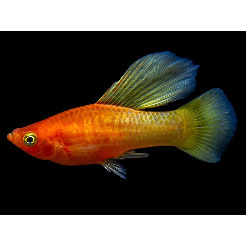 Assorted Hi Fin Platy
