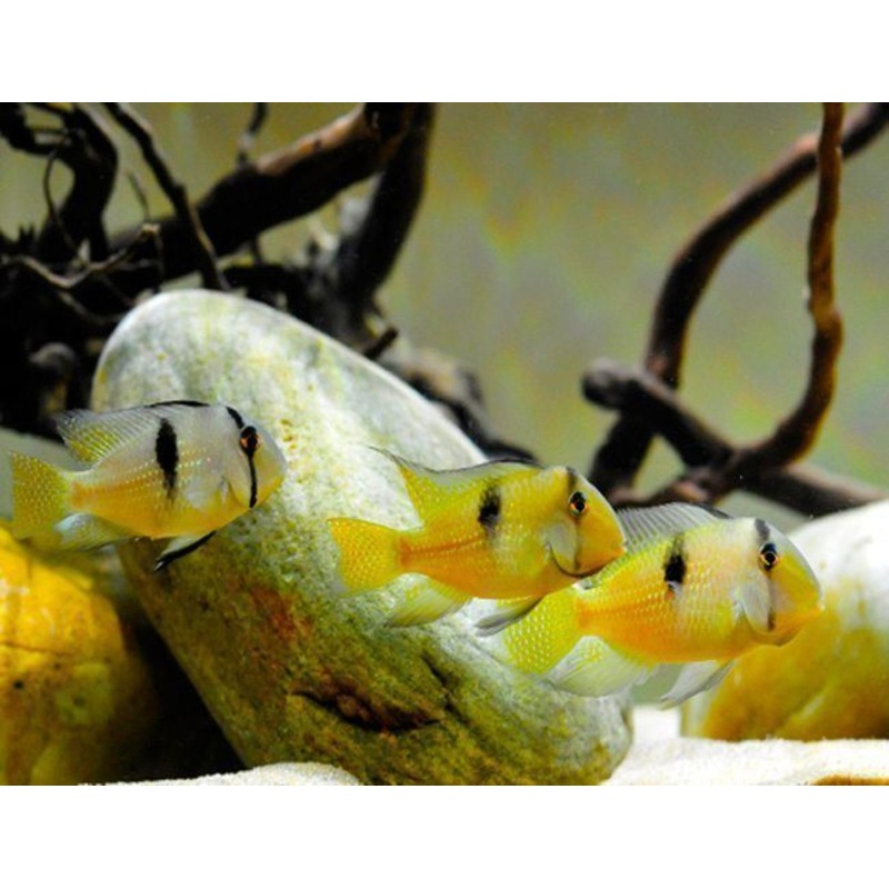 Bandit Cichlid Guianacara Dacrya 4.5-5.0 Cm