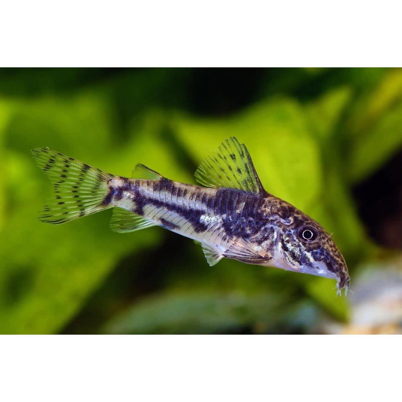 Barbatus Corydoras