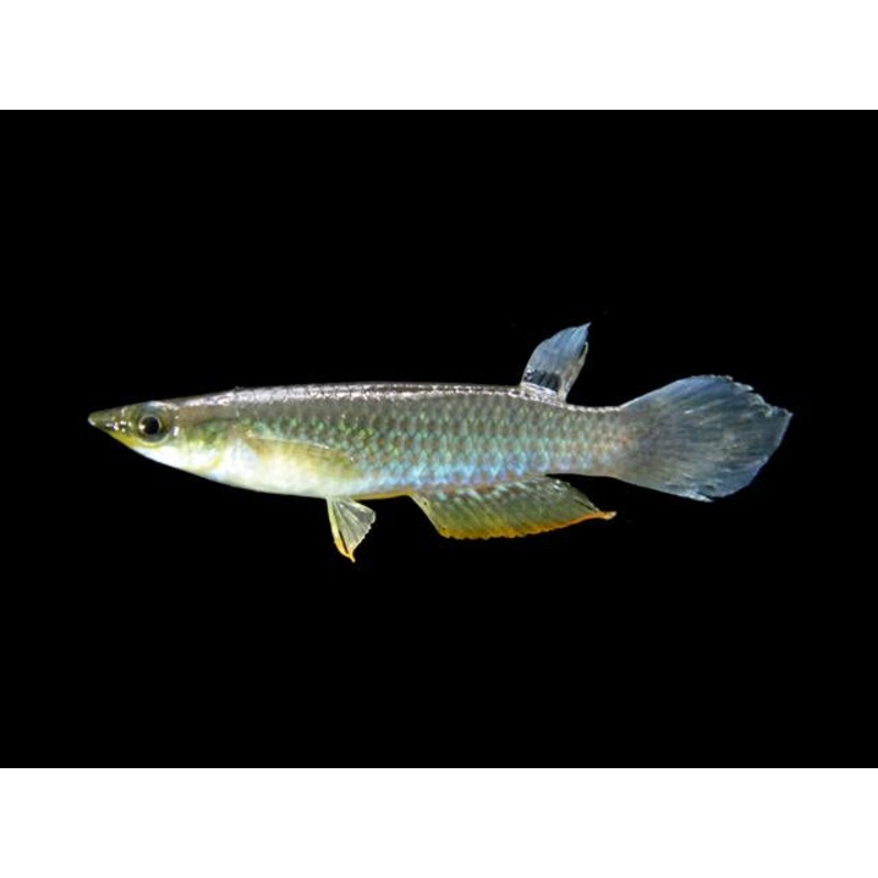 Blue Panchax 4cm