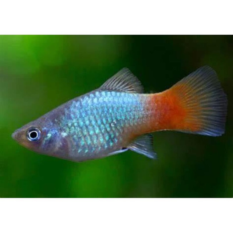 Blue Reef Platy